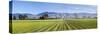 Picturesque Vineyard, Blenheim, Marlborough, South Island, New Zealand-Doug Pearson-Stretched Canvas