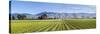 Picturesque Vineyard, Blenheim, Marlborough, South Island, New Zealand-Doug Pearson-Stretched Canvas