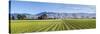 Picturesque Vineyard, Blenheim, Marlborough, South Island, New Zealand-Doug Pearson-Stretched Canvas