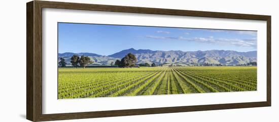 Picturesque Vineyard, Blenheim, Marlborough, South Island, New Zealand-Doug Pearson-Framed Photographic Print