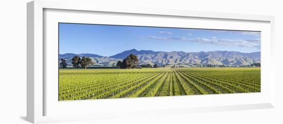 Picturesque Vineyard, Blenheim, Marlborough, South Island, New Zealand-Doug Pearson-Framed Photographic Print