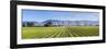 Picturesque Vineyard, Blenheim, Marlborough, South Island, New Zealand-Doug Pearson-Framed Photographic Print