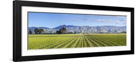 Picturesque Vineyard, Blenheim, Marlborough, South Island, New Zealand-Doug Pearson-Framed Photographic Print