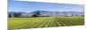 Picturesque Vineyard, Blenheim, Marlborough, South Island, New Zealand-Doug Pearson-Mounted Photographic Print