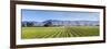 Picturesque Vineyard, Blenheim, Marlborough, South Island, New Zealand-Doug Pearson-Framed Photographic Print