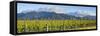 Picturesque Vineyard, Blenheim, Marlborough, South Island, New Zealand-Doug Pearson-Framed Stretched Canvas