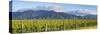 Picturesque Vineyard, Blenheim, Marlborough, South Island, New Zealand-Doug Pearson-Stretched Canvas