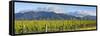 Picturesque Vineyard, Blenheim, Marlborough, South Island, New Zealand-Doug Pearson-Framed Stretched Canvas
