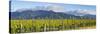 Picturesque Vineyard, Blenheim, Marlborough, South Island, New Zealand-Doug Pearson-Stretched Canvas