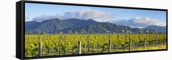 Picturesque Vineyard, Blenheim, Marlborough, South Island, New Zealand-Doug Pearson-Framed Stretched Canvas