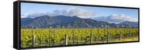 Picturesque Vineyard, Blenheim, Marlborough, South Island, New Zealand-Doug Pearson-Framed Stretched Canvas