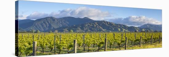 Picturesque Vineyard, Blenheim, Marlborough, South Island, New Zealand-Doug Pearson-Stretched Canvas