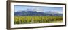Picturesque Vineyard, Blenheim, Marlborough, South Island, New Zealand-Doug Pearson-Framed Photographic Print