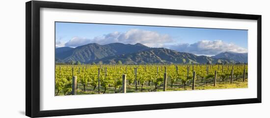 Picturesque Vineyard, Blenheim, Marlborough, South Island, New Zealand-Doug Pearson-Framed Photographic Print