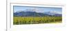 Picturesque Vineyard, Blenheim, Marlborough, South Island, New Zealand-Doug Pearson-Framed Photographic Print