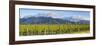 Picturesque Vineyard, Blenheim, Marlborough, South Island, New Zealand-Doug Pearson-Framed Photographic Print