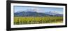 Picturesque Vineyard, Blenheim, Marlborough, South Island, New Zealand-Doug Pearson-Framed Photographic Print