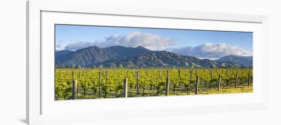 Picturesque Vineyard, Blenheim, Marlborough, South Island, New Zealand-Doug Pearson-Framed Photographic Print