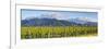 Picturesque Vineyard, Blenheim, Marlborough, South Island, New Zealand-Doug Pearson-Framed Photographic Print