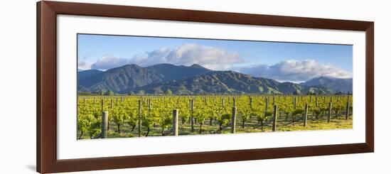 Picturesque Vineyard, Blenheim, Marlborough, South Island, New Zealand-Doug Pearson-Framed Photographic Print