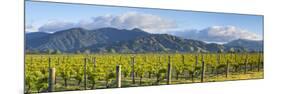 Picturesque Vineyard, Blenheim, Marlborough, South Island, New Zealand-Doug Pearson-Mounted Photographic Print