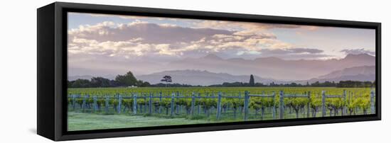 Picturesque Vineyard Illuminated at Sunset, Blenheim, Marlborough, South Island, New Zealand-Doug Pearson-Framed Stretched Canvas