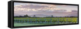 Picturesque Vineyard Illuminated at Sunset, Blenheim, Marlborough, South Island, New Zealand-Doug Pearson-Framed Stretched Canvas