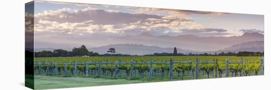 Picturesque Vineyard Illuminated at Sunset, Blenheim, Marlborough, South Island, New Zealand-Doug Pearson-Stretched Canvas