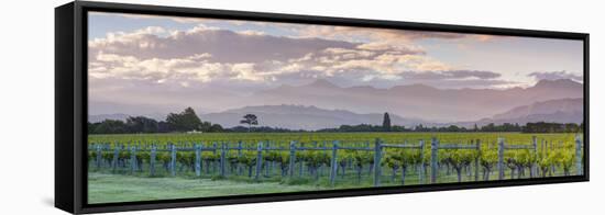 Picturesque Vineyard Illuminated at Sunset, Blenheim, Marlborough, South Island, New Zealand-Doug Pearson-Framed Stretched Canvas