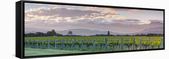 Picturesque Vineyard Illuminated at Sunset, Blenheim, Marlborough, South Island, New Zealand-Doug Pearson-Framed Stretched Canvas