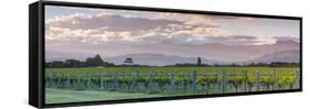 Picturesque Vineyard Illuminated at Sunset, Blenheim, Marlborough, South Island, New Zealand-Doug Pearson-Framed Stretched Canvas