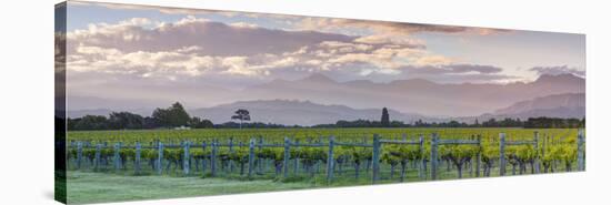 Picturesque Vineyard Illuminated at Sunset, Blenheim, Marlborough, South Island, New Zealand-Doug Pearson-Stretched Canvas