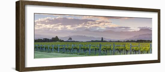 Picturesque Vineyard Illuminated at Sunset, Blenheim, Marlborough, South Island, New Zealand-Doug Pearson-Framed Photographic Print