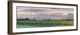 Picturesque Vineyard Illuminated at Sunset, Blenheim, Marlborough, South Island, New Zealand-Doug Pearson-Framed Photographic Print