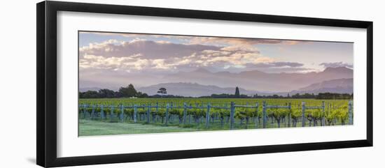 Picturesque Vineyard Illuminated at Sunset, Blenheim, Marlborough, South Island, New Zealand-Doug Pearson-Framed Photographic Print