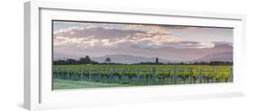 Picturesque Vineyard Illuminated at Sunset, Blenheim, Marlborough, South Island, New Zealand-Doug Pearson-Framed Photographic Print