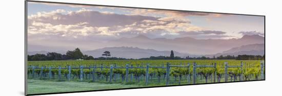 Picturesque Vineyard Illuminated at Sunset, Blenheim, Marlborough, South Island, New Zealand-Doug Pearson-Mounted Photographic Print