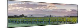 Picturesque Vineyard Illuminated at Sunset, Blenheim, Marlborough, South Island, New Zealand-Doug Pearson-Mounted Photographic Print