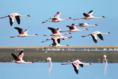 Lesser Flamingo, Phoenicopterus Minor. Photographed in Flight at the Wetlands South of Walvis Bay N-PicturesWild-Photographic Print