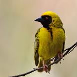 Perched Breeding Male (Southern) Masked Weaver, Ploceus Velatus-PicturesWild-Photographic Print