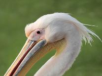 Lesser Flamingo, Phoenicopterus Minor. Photographed in Flight at the Wetlands South of Walvis Bay N-PicturesWild-Photographic Print