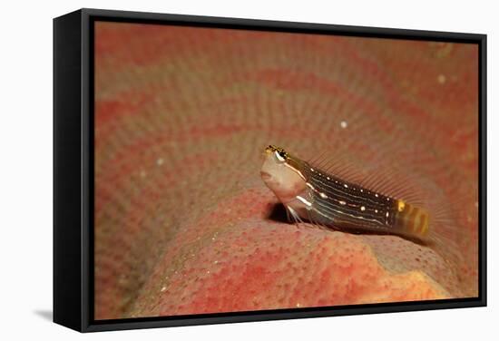 Pictus Blenny (Ecsenius Pictus) Pacific Ocean, Panglao Island-Reinhard Dirscherl-Framed Stretched Canvas