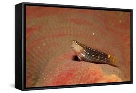 Pictus Blenny (Ecsenius Pictus) Pacific Ocean, Panglao Island-Reinhard Dirscherl-Framed Stretched Canvas