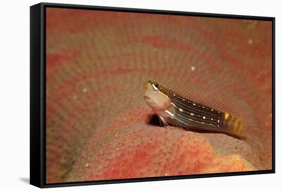 Pictus Blenny (Ecsenius Pictus) Pacific Ocean, Panglao Island-Reinhard Dirscherl-Framed Stretched Canvas