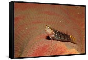 Pictus Blenny (Ecsenius Pictus) Pacific Ocean, Panglao Island-Reinhard Dirscherl-Framed Stretched Canvas