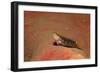 Pictus Blenny (Ecsenius Pictus) Pacific Ocean, Panglao Island-Reinhard Dirscherl-Framed Photographic Print