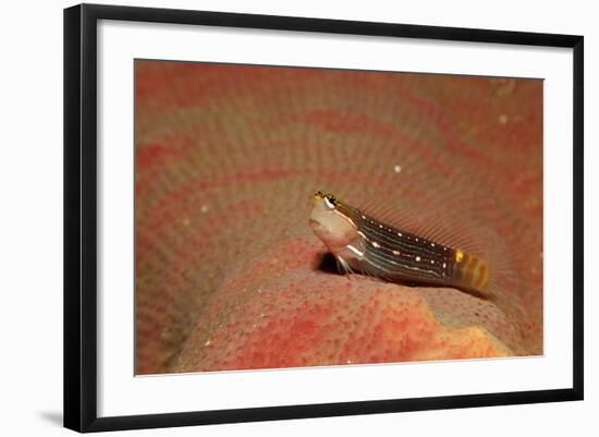 Pictus Blenny (Ecsenius Pictus) Pacific Ocean, Panglao Island-Reinhard Dirscherl-Framed Photographic Print