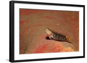 Pictus Blenny (Ecsenius Pictus) Pacific Ocean, Panglao Island-Reinhard Dirscherl-Framed Photographic Print