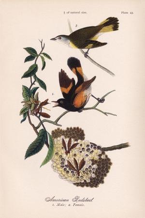 American Redstart, Vintage Bird, Plate 43