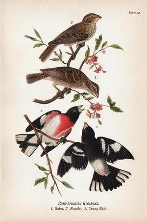 Vintage Birds: Rose-Breasted Gosbeak, Plate 35